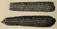 An illustration from A basket-maker cave in Kane County, Utah (1922)