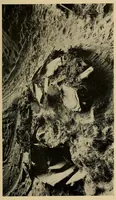 An illustration from A basket-maker cave in Kane County, Utah (1922)