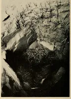 Picture 4 of 13 from A basket-maker cave in Kane County, Utah (1922), leaf 76