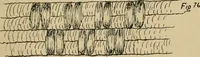 An illustration from Basket making .. (1902)