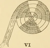 An illustration from Basketry and weaving in the school (1904)