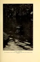 An illustration from The Basuto of Basutoland (1923)