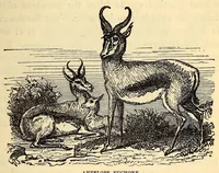 An illustration from The Basutos : or, twenty-three years in South Africa (1861)