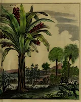 An illustration from Legatio Batavica ad magnum Tartariae chamum Sungteium, modernum Sinae imperatorem : historiarum narratione, quae legatis in provinciis Quantung, Kiangsi, Nanking, Xantung, Peking, & aula imperatoriâ ab anno 1655 ad annum 1657 obtigerunt, ut & ardua Sinensium in bello Tartarico fortunâ, provinciarum accurata geographia, urbium delineatione, nec non artis & naturae miraculis ex animalium, vegetabilium, mineralium genere per centum & quinquaginta aeneas figuras passim illustrata & conscripta vernacule (1668)