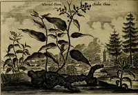 Picture 175 of 196 from Legatio Batavica ad magnum Tartariae chamum Sungteium, modernum Sinae imperatorem : historiarum narratione, quae legatis in provinciis Quantung, Kiangsi, Nanking, Xantung, Peking, & aula imperatoriâ ab anno 1655 ad annum 1657 obtigerunt, ut & ardua Sinensium in bello Tartarico fortunâ, provinciarum accurata geographia, urbium delineatione, nec non artis & naturae miraculis ex animalium, vegetabilium, mineralium genere per centum & quinquaginta aeneas figuras passim illustrata & conscripta vernacule (1668), leaf 441