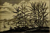 An illustration from Legatio Batavica ad magnum Tartariae chamum Sungteium, modernum Sinae imperatorem : historiarum narratione, quae legatis in provinciis Quantung, Kiangsi, Nanking, Xantung, Peking, & aula imperatoriâ ab anno 1655 ad annum 1657 obtigerunt, ut & ardua Sinensium in bello Tartarico fortunâ, provinciarum accurata geographia, urbium delineatione, nec non artis & naturae miraculis ex animalium, vegetabilium, mineralium genere per centum & quinquaginta aeneas figuras passim illustrata & conscripta vernacule (1668)