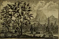 An illustration from Legatio Batavica ad magnum Tartariae chamum Sungteium, modernum Sinae imperatorem : historiarum narratione, quae legatis in provinciis Quantung, Kiangsi, Nanking, Xantung, Peking, & aula imperatoriâ ab anno 1655 ad annum 1657 obtigerunt, ut & ardua Sinensium in bello Tartarico fortunâ, provinciarum accurata geographia, urbium delineatione, nec non artis & naturae miraculis ex animalium, vegetabilium, mineralium genere per centum & quinquaginta aeneas figuras passim illustrata & conscripta vernacule (1668)
