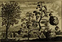 An illustration from Legatio Batavica ad magnum Tartariae chamum Sungteium, modernum Sinae imperatorem : historiarum narratione, quae legatis in provinciis Quantung, Kiangsi, Nanking, Xantung, Peking, & aula imperatoriâ ab anno 1655 ad annum 1657 obtigerunt, ut & ardua Sinensium in bello Tartarico fortunâ, provinciarum accurata geographia, urbium delineatione, nec non artis & naturae miraculis ex animalium, vegetabilium, mineralium genere per centum & quinquaginta aeneas figuras passim illustrata & conscripta vernacule (1668)
