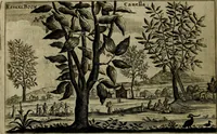 An illustration from Legatio Batavica ad magnum Tartariae chamum Sungteium, modernum Sinae imperatorem : historiarum narratione, quae legatis in provinciis Quantung, Kiangsi, Nanking, Xantung, Peking, & aula imperatoriâ ab anno 1655 ad annum 1657 obtigerunt, ut & ardua Sinensium in bello Tartarico fortunâ, provinciarum accurata geographia, urbium delineatione, nec non artis & naturae miraculis ex animalium, vegetabilium, mineralium genere per centum & quinquaginta aeneas figuras passim illustrata & conscripta vernacule (1668)