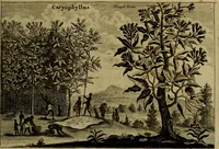Picture 182 of 196 from Legatio Batavica ad magnum Tartariae chamum Sungteium, modernum Sinae imperatorem : historiarum narratione, quae legatis in provinciis Quantung, Kiangsi, Nanking, Xantung, Peking, & aula imperatoriâ ab anno 1655 ad annum 1657 obtigerunt, ut & ardua Sinensium in bello Tartarico fortunâ, provinciarum accurata geographia, urbium delineatione, nec non artis & naturae miraculis ex animalium, vegetabilium, mineralium genere per centum & quinquaginta aeneas figuras passim illustrata & conscripta vernacule (1668), leaf 452