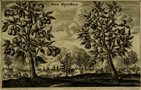 An illustration from Legatio Batavica ad magnum Tartariae chamum Sungteium, modernum Sinae imperatorem : historiarum narratione, quae legatis in provinciis Quantung, Kiangsi, Nanking, Xantung, Peking, & aula imperatoriâ ab anno 1655 ad annum 1657 obtigerunt, ut & ardua Sinensium in bello Tartarico fortunâ, provinciarum accurata geographia, urbium delineatione, nec non artis & naturae miraculis ex animalium, vegetabilium, mineralium genere per centum & quinquaginta aeneas figuras passim illustrata & conscripta vernacule (1668)