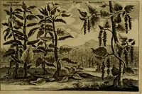 An illustration from Legatio Batavica ad magnum Tartariae chamum Sungteium, modernum Sinae imperatorem : historiarum narratione, quae legatis in provinciis Quantung, Kiangsi, Nanking, Xantung, Peking, & aula imperatoriâ ab anno 1655 ad annum 1657 obtigerunt, ut & ardua Sinensium in bello Tartarico fortunâ, provinciarum accurata geographia, urbium delineatione, nec non artis & naturae miraculis ex animalium, vegetabilium, mineralium genere per centum & quinquaginta aeneas figuras passim illustrata & conscripta vernacule (1668)
