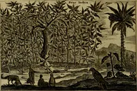 An illustration from Legatio Batavica ad magnum Tartariae chamum Sungteium, modernum Sinae imperatorem : historiarum narratione, quae legatis in provinciis Quantung, Kiangsi, Nanking, Xantung, Peking, & aula imperatoriâ ab anno 1655 ad annum 1657 obtigerunt, ut & ardua Sinensium in bello Tartarico fortunâ, provinciarum accurata geographia, urbium delineatione, nec non artis & naturae miraculis ex animalium, vegetabilium, mineralium genere per centum & quinquaginta aeneas figuras passim illustrata & conscripta vernacule (1668)
