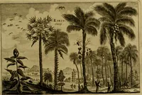 An illustration from Legatio Batavica ad magnum Tartariae chamum Sungteium, modernum Sinae imperatorem : historiarum narratione, quae legatis in provinciis Quantung, Kiangsi, Nanking, Xantung, Peking, & aula imperatoriâ ab anno 1655 ad annum 1657 obtigerunt, ut & ardua Sinensium in bello Tartarico fortunâ, provinciarum accurata geographia, urbium delineatione, nec non artis & naturae miraculis ex animalium, vegetabilium, mineralium genere per centum & quinquaginta aeneas figuras passim illustrata & conscripta vernacule (1668)