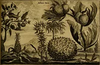 An illustration from Legatio Batavica ad magnum Tartariae chamum Sungteium, modernum Sinae imperatorem : historiarum narratione, quae legatis in provinciis Quantung, Kiangsi, Nanking, Xantung, Peking, & aula imperatoriâ ab anno 1655 ad annum 1657 obtigerunt, ut & ardua Sinensium in bello Tartarico fortunâ, provinciarum accurata geographia, urbium delineatione, nec non artis & naturae miraculis ex animalium, vegetabilium, mineralium genere per centum & quinquaginta aeneas figuras passim illustrata & conscripta vernacule (1668)