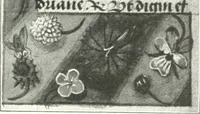 Picture 45 of 68 from Bau- und Kunstdenkmäler von Westfalen. Im Auftrage des Provinzial-Verbandes der Provinz Westfalen (1897), leaf 74