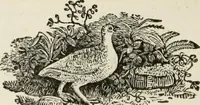 An illustration from The Beauties of England and Wales, or, Delineations, topographical, historical, and descriptive, of each county (1801)