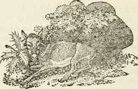 An illustration from The Beauties of England and Wales, or, Delineations, topographical, historical, and descriptive, of each county (1801)