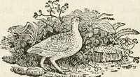 An illustration from The Beauties of England and Wales, or, Delineations, topographical, historical, and descriptive, of each county (1801)