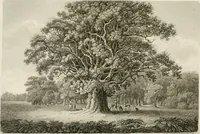 An illustration from The Beauties of England and Wales, or, Delineations, topographical, historical, and descriptive, of each county (1801)