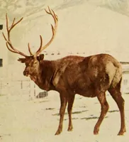 An illustration from Beautiful Columbia Gardens : the far-famed pleasure resort of Butte