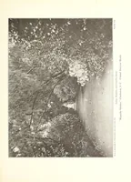 An illustration from Beautiful gardens in America (1915)