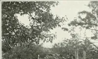 An illustration from Beautiful gardens in America (1915)