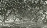 Picture 57 of 174 from Beautiful gardens in America (1915), leaf 146