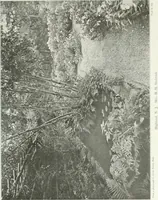 Picture 89 of 174 from Beautiful gardens in America (1915), leaf 216