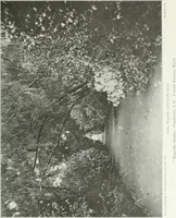 Picture 116 of 174 from Beautiful gardens in America (1915), leaf 272