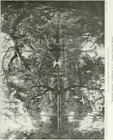 An illustration from Beautiful gardens in America (1915)
