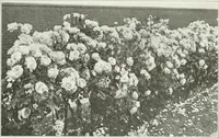 Picture 161 of 174 from Beautiful gardens in America (1915), leaf 366