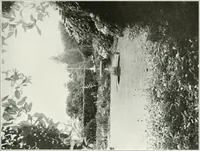 Picture 7 of 174 from Beautiful gardens in America (1915), leaf 48