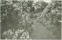 Picture 21 of 174 from Beautiful gardens in America (1915), leaf 74