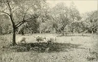 An illustration from Beautiful homes of Morris County and northern New Jersey : containing photographic reproductions ... with a brief description from colonial days to the present time (1900)