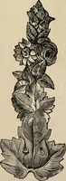An illustration from Beautiful homes. Or, Hints in house furnishing (1878)