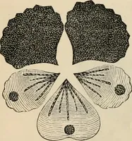 An illustration from Beautiful homes. Or, Hints in house furnishing (1878)