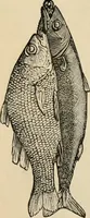An illustration from Beautiful homes. Or, Hints in house furnishing (1878)