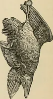 An illustration from Beautiful homes. Or, Hints in house furnishing (1878)