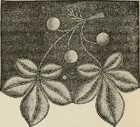 An illustration from Beautiful homes. Or, Hints in house furnishing (1878)