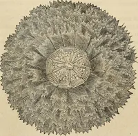 An illustration from Beautiful homes. Or, Hints in house furnishing (1878)