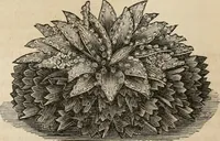 Picture 299 of 325 from Beautiful homes. Or, Hints in house furnishing (1878), leaf 310