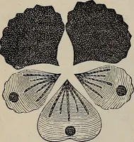 An illustration from Beautiful homes : or, Hints in house furnishing (1878)