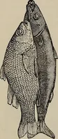 An illustration from Beautiful homes : or, Hints in house furnishing (1878)