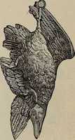 An illustration from Beautiful homes : or, Hints in house furnishing (1878)