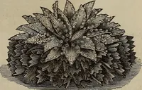 An illustration from Beautiful homes : or, Hints in house furnishing (1878)