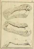 Picture 135 of 145 from Beaux-arts (1788), leaf 220