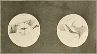 Picture 60 of 74 from A beginner's star-book; an easy guide to the stars and to the astronomical uses of the opera-glass, the field-glass and the telescope (1912), leaf 102