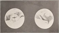 Picture 59 of 76 from A beginner's star-book; an easy guide to the stars and to the astronomical uses of the opera-glass, the field-glass and the telescope (1912), leaf 102