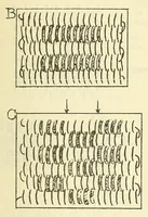 An illustration from Belt folio (1900)